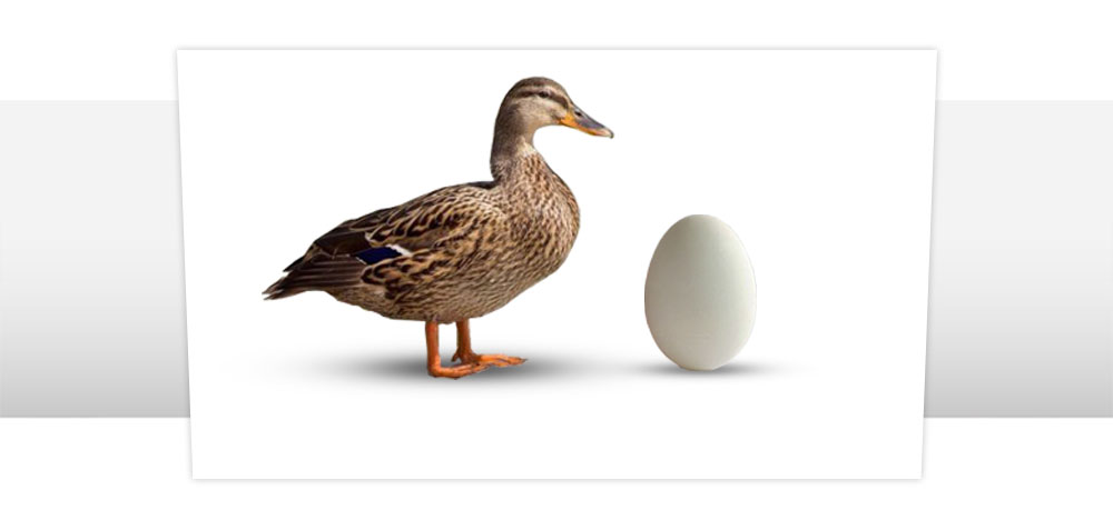 Инкубация яиц индоутки: советы профессионалов